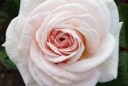 Rosa Gräfin Elke zu Rantzau, augststumbrs 80cm