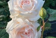 Rosa Gräfin Elke zu Rantzau, augststumbrs 80cm
