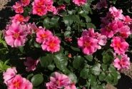Rosa SEE YOU in pink