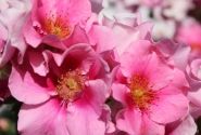 Rosa SEE YOU in pink, 2l podā