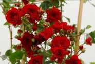 Rosa Crimson Siluetta, augststumbrs 140cm