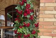 Rosa Crimson Siluetta, augststumbrs 140cm