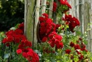 Rosa Crimson Siluetta, augststumbrs 140cm