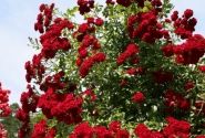 Rosa Crimson Siluetta, augststumbrs 80cm