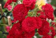 Rosa Crimson Siluetta, augststumbrs 80cm