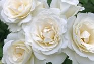 Rosa Baby Schneewittchen, augststumbrs 80cm