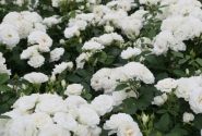 Rosa Baby Schneewittchen, augststumbrs 80cm