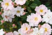 Rosa Sternenhimmel, augststumbrs 60cm