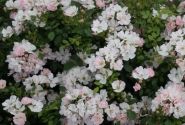 Rosa Sternenhimmel, augststumbrs 60cm
