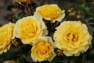 Rosa Sunmaid, 2l podā