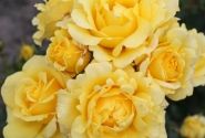 Rosa Sunmaid, 2l podā