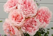 Rosa Amorosa, 2l podā