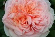 Rosa Amorosa, 2l podā