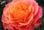 Rosa Better Times, 2l podā