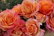 Rosa Better Times, 2l podā
