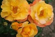 Rosa Bright Smiles, augststumbrs 80cm
