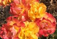 Rosa Bright Smiles, 2l podā