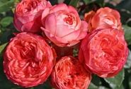 Rosa Pompeji, augststumbrs 60cm