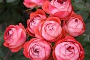 Rosa Pompeji, augststumbrs 60cm