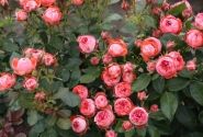 Rosa Pompeji, 2l podā