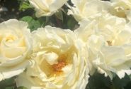 Rosa Mentor-Rose, 2l podā