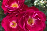 Rosa blütenRhein, augststumbrs 80cm