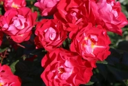 Rosa blütenRhein, augststumbrs 80cm