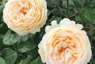 Rosa Marzipan