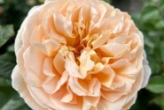 Rosa Marzipan