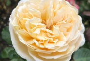 Rosa Marzipan