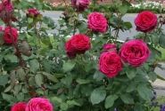 Rosa Gräfin Diana, augststumbrs 80cm