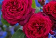 Rosa Gräfin Diana, augststumbrs 80cm