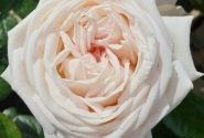 Rosa Madame Anisette, 2l podā
