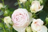 Rosa Madame Anisette, 2l podā