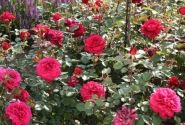 Rosa Bellevue, 2l podā