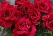 Rosa Bellevue, 2l podā