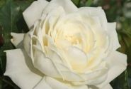 Rosa Alaska, 2l podā