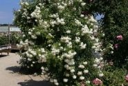 Rosa Alaska, 2l podā