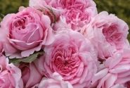 Rosa Alexandra - Princesse de Luxembourg, 2l podā