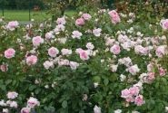 Rosa Alexandra - Princesse de Luxembourg, 2l podā