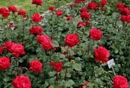 Rosa Grande Amore