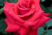 Rosa Grande Amore