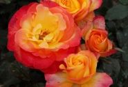 Rosa Flaming Star