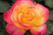 Rosa Flaming Star