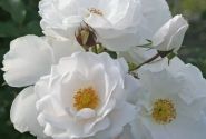 Rosa Hella, 2l podā