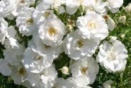 Rosa Hella, 2l podā