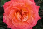 Rosa Feurio, 2l podā