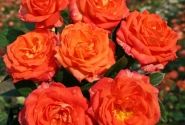 Rosa Feurio, 2l podā