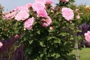 Rosa Beverly, 2l podā