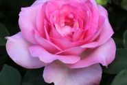 Rosa Beverly, 2l podā